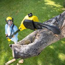 Best Tree Maintenance Programs  in Vinita Park, MO