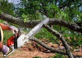 Best Tree Cabling and Bracing  in Vinita Park, MO