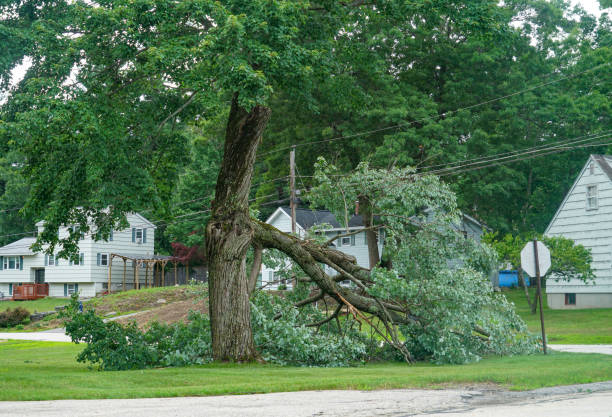 Best Utility Line Clearance  in Vinita Park, MO