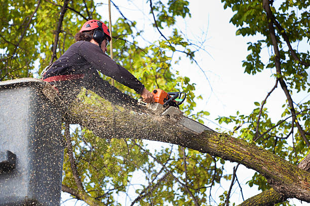 How Our Tree Care Process Works  in  Vinita Park, MO