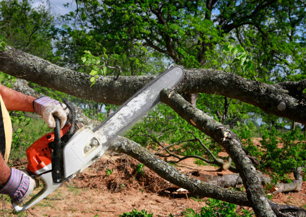 Best Emergency Tree Removal  in Vinita Park, MO