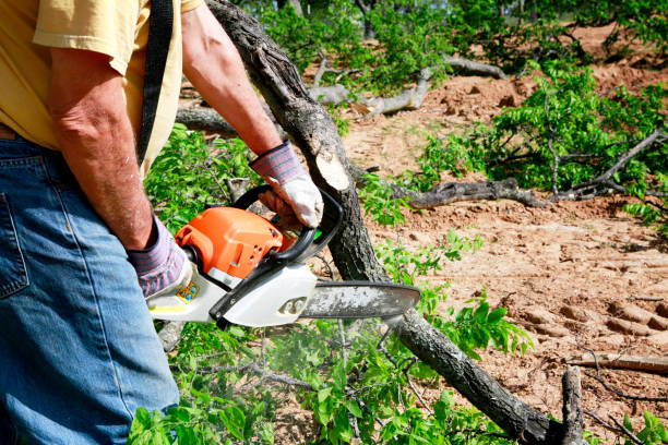 Professional Tree Services in Vinita Park, MO